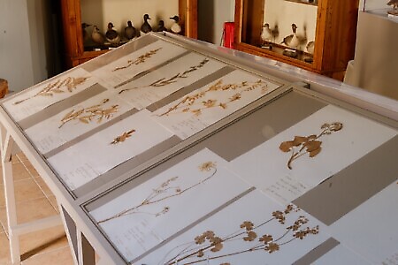 Museo - Cappella della Confraternita e Chiesa di San Michele