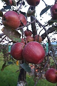 Azienda Agricola Ca' du Tri