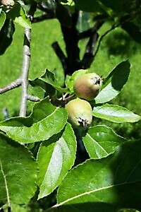 Azienda Agricola Ca' du Tri