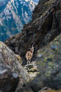 Lanzo Crossing 4 - Il Paradiso non può attendere