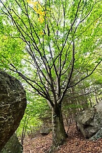 Lanzo Crossing 3 - Per boschi e antichi alpeggi