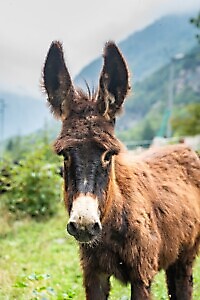 Lanzo Crossing 3 - Per boschi e antichi alpeggi