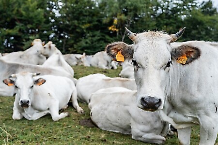 Lanzo Crossing 9 - La chiusura del cerchio
