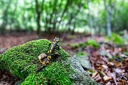 Lanzo Crossing 9 - La chiusura del cerchio