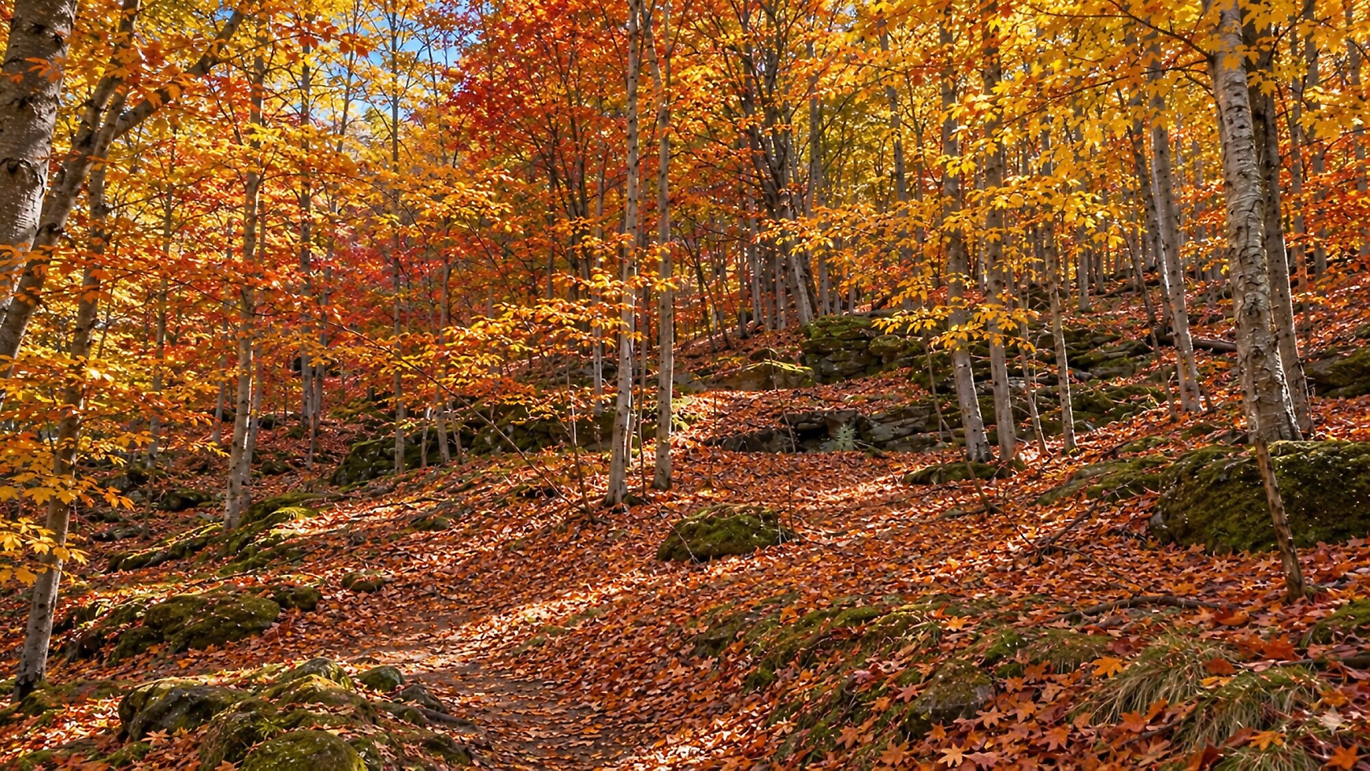Camminata del foliage
